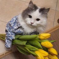 User profile picture